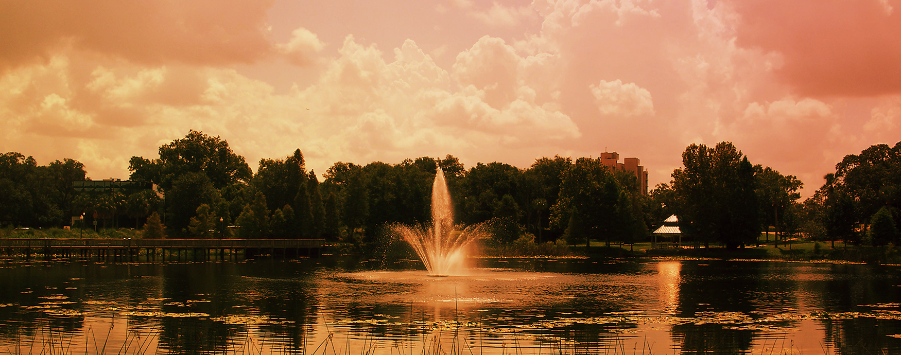 Maitland_Lake_Lily-Small-Banner
