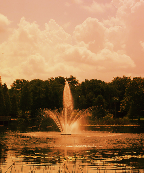 Maitland_Lake_Lily-Small-Banner